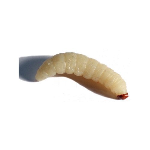 LARVAS DO MEL - GALLERIA MELLONELLA
