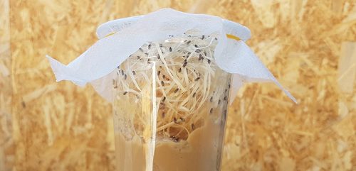 MOSCA DA FRUTA - DROSOPHILA