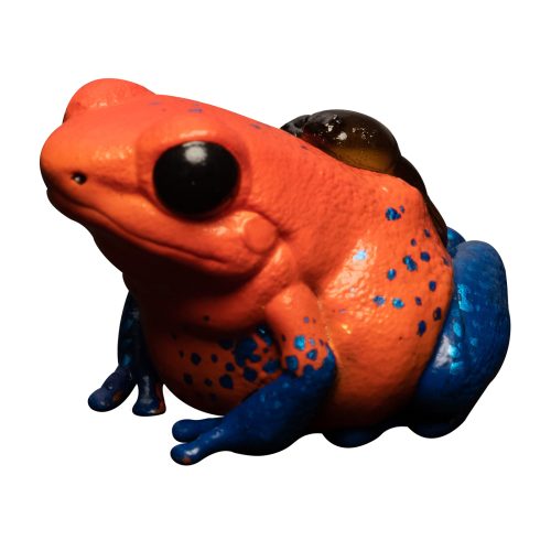 Oophaga pumilio Blue Jeans – Special edition
