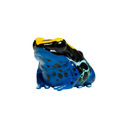 Dendrobates tinctorius Cobalt