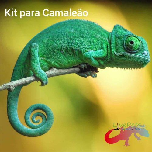 KIT PARA CAMALEÃO