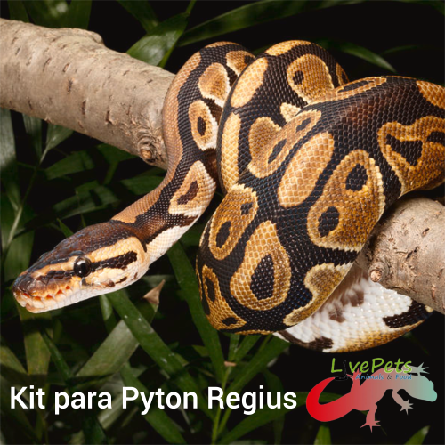 KIT PARA PYTHON REGIUS