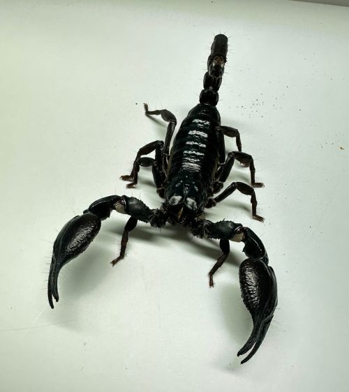 HETEROMETRUS LAOTICUS