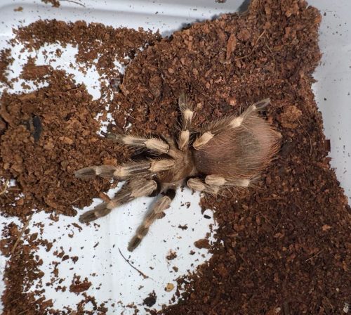 NHANDU CHROMATUS