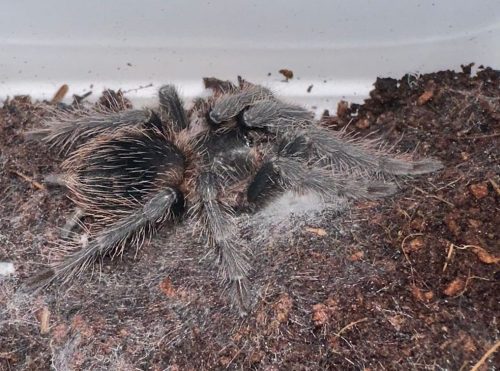 LASIODORA PARAHYBANA