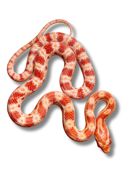 Cobra do Milho (Pantherophis guttatus)