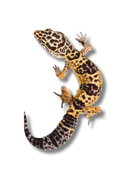 Gecko Leopardo (Eublepharis macularius)