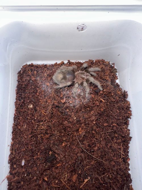 Grammostola pulchra