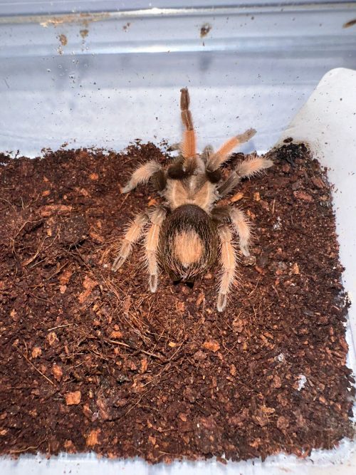 BARCHYPELMA EMILIA