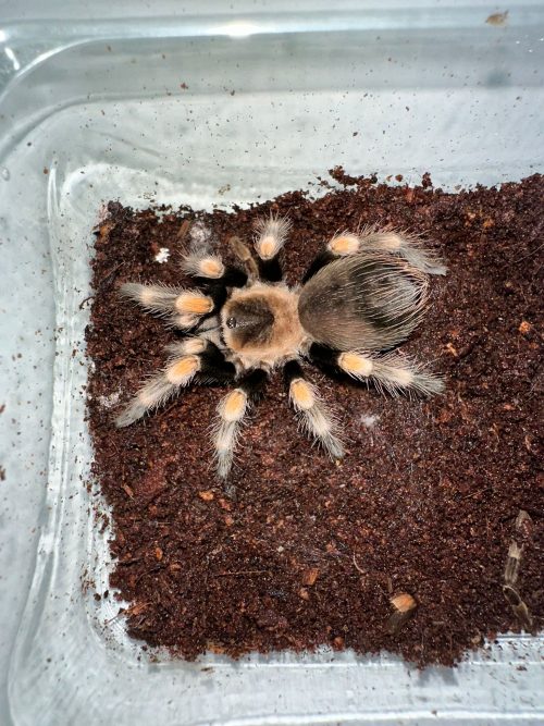BRACHYPELMA HAMORII