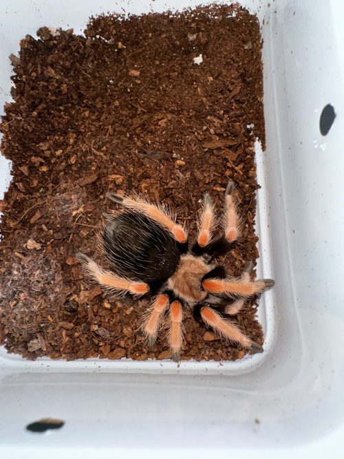 BRACHYPELMA BOHEMEI