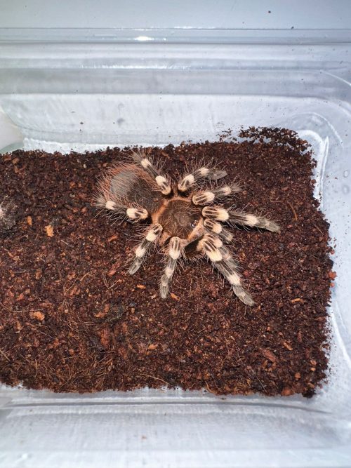ACANThoscurria geniculata