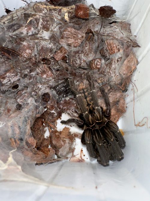 HAPLOPELMA LONGIPETRA