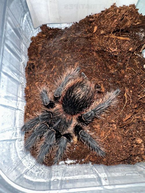 LASIODORA STRIATIPES