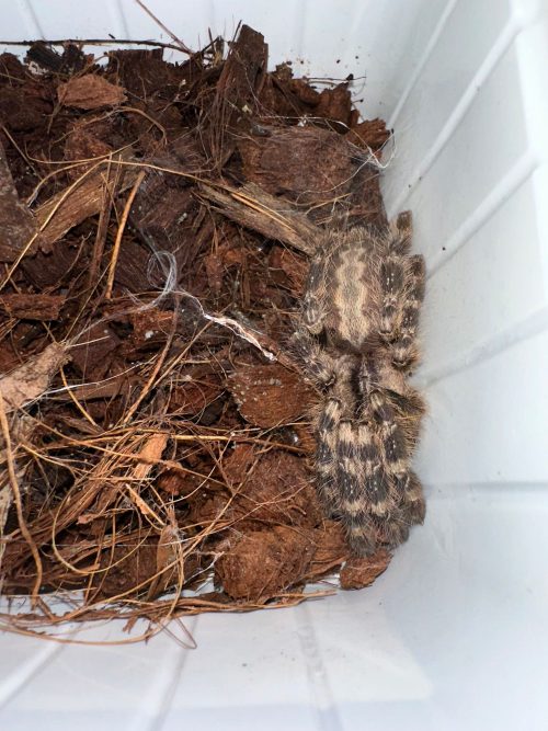 POECILOTHERIA REGAIS
