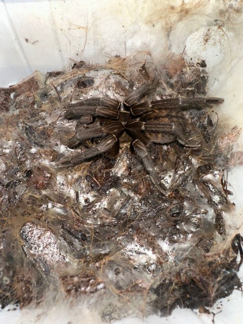 HAPLOPELMA MINAX
