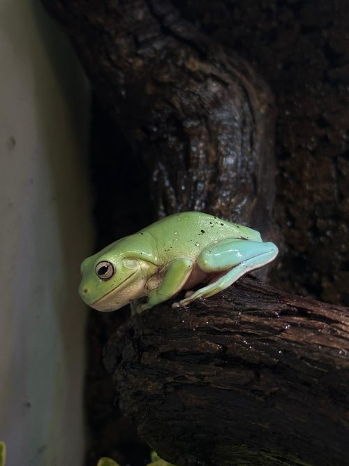 LITORIA CAERULEA