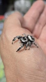Phidippus regius